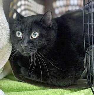 View Miracle the Cat Photo #1