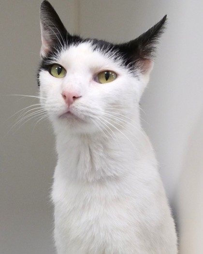 Romeo Montague - Cat