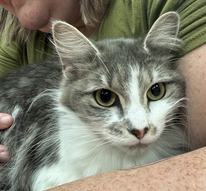View Cindy Lou the Cat Photo #3