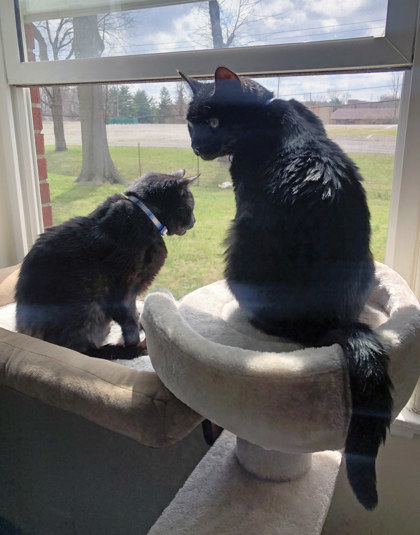 View Fatboy (Bonded To Rudy)(In Foster) the Cat Photo #1