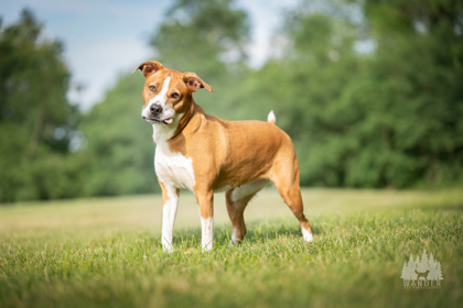 View Buttercup the Dog Photo #2