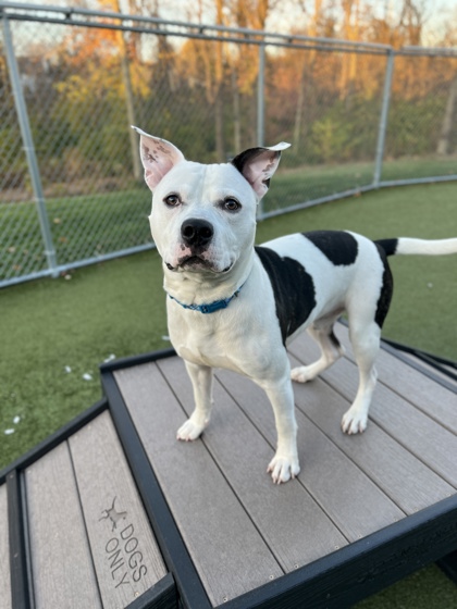 View Moose the Dog Photo #2