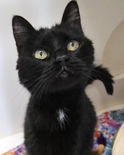 JELLY BEAN - Domestic Shorthair / Mix available for adoption