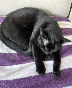 BOO BEAR - Domestic Shorthair / Mix available for adoption