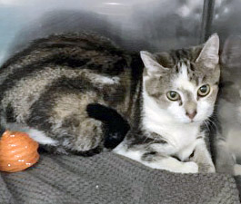 View Emma the Cat Photo #1