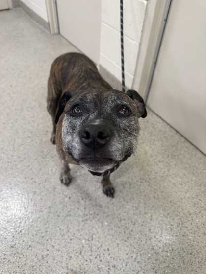 Brindle