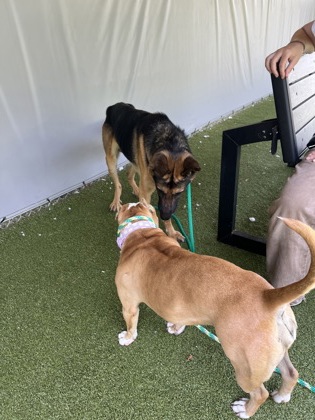 View Zeppelin the Dog Photo #2