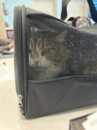Help Rehome This Cat Cat