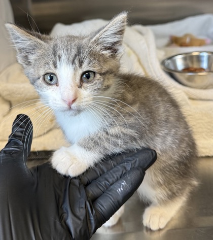 Help Rehome This Cat Cat