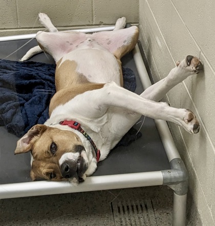 View Tyson (in Foster) the Dog Photo #1