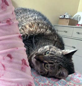 View Lana (in Foster) the Cat Photo #2