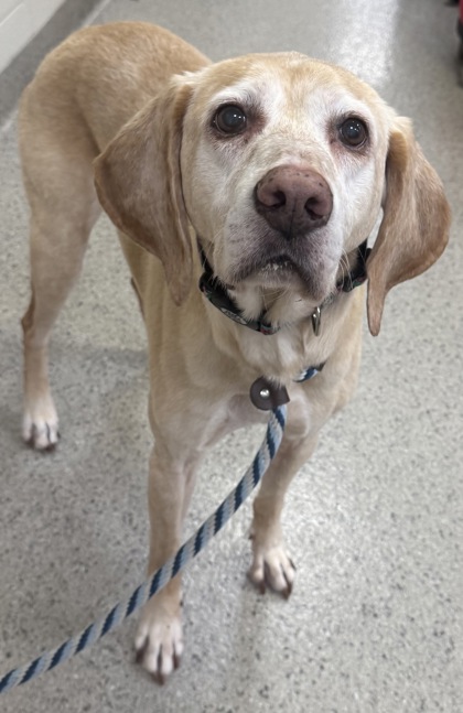 Nala (bonded to Nova) (in foster)