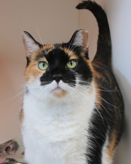 View Callie the Cat Photo #1