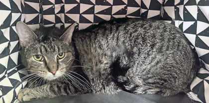 View Blue the Cat Photo #2