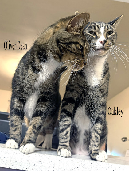 View Oliver Dean (bonded To Oakley)(in Foster) the Cat Photo #3