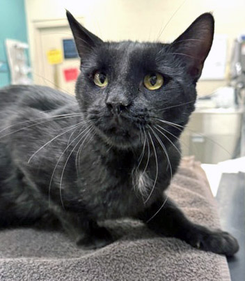 View Maxy Man the Cat Photo #1