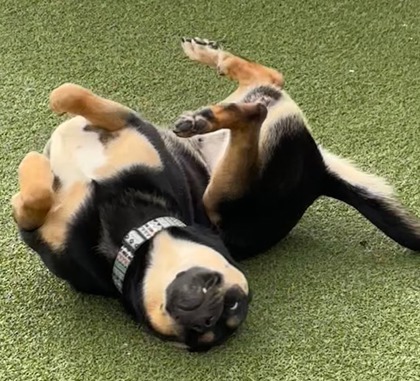 View Kendall the Dog Photo #2