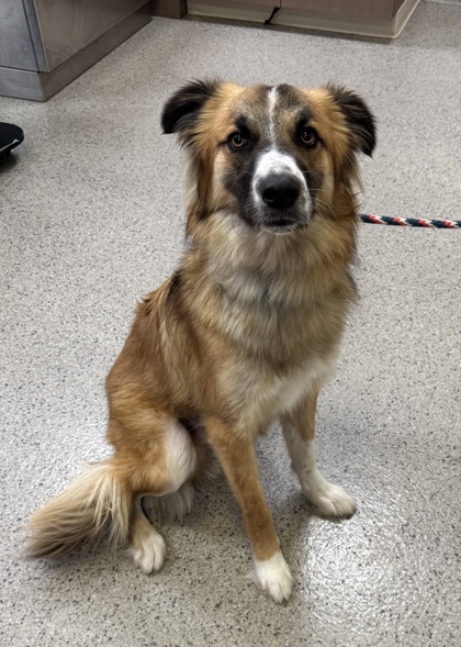 Learn More About Enzo Photo of Enzo