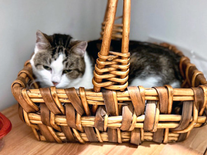 View Flower the Cat Photo #2