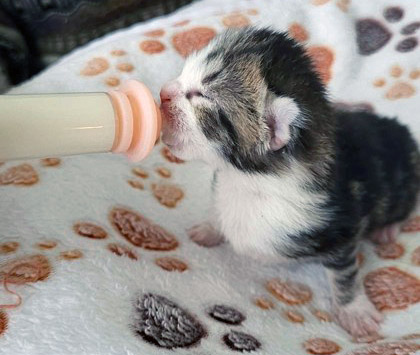 View Zeno the Cat Photo #2