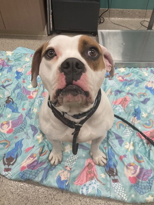 View Tink the Dog Photo #1