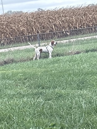 Have You Seen This Dog? Dog