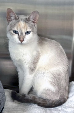 Learn More About Piper Rose (bonded To Angel)