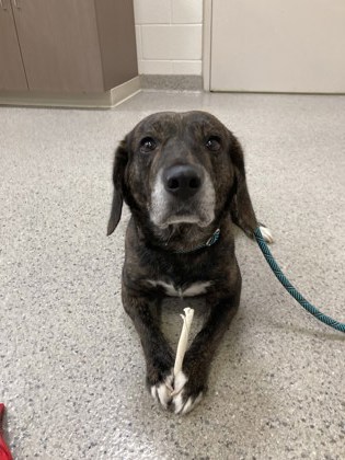 View Bark Wahlberg the Dog Photo #1