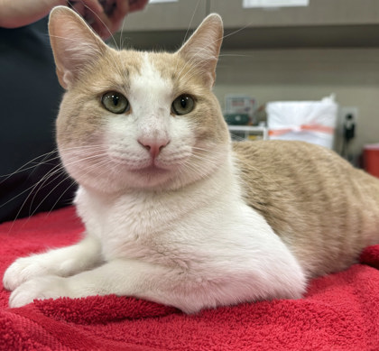 FELIX - Domestic Shorthair / Mix available for adoption