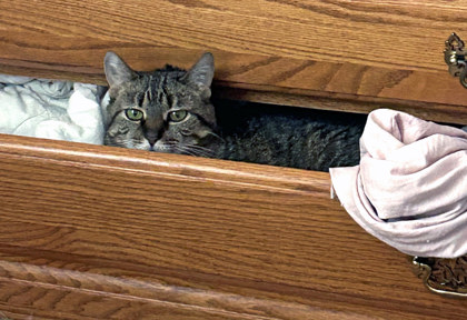 Learn More About Lana (in Foster)