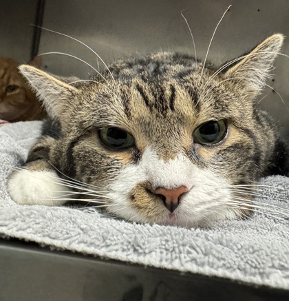 View Wally (bonded To Werthers Butterscotch) In Foster the Cat Photo #2