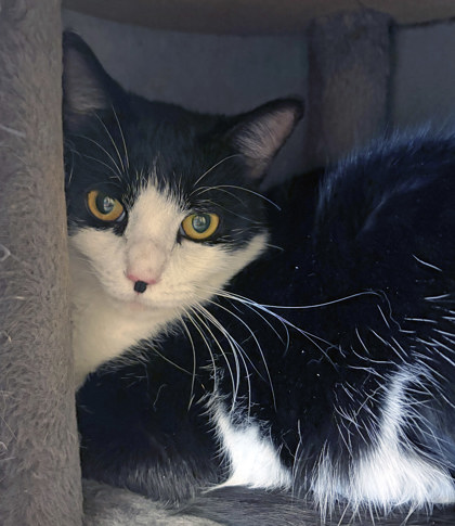 Photo of Bailey (at Smitten Kitten)