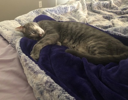 View Meeko the Cat Photo #2