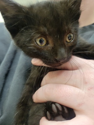 Help Rehome This Cat Cat