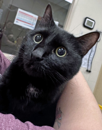 View May Flower the Cat Photo #1