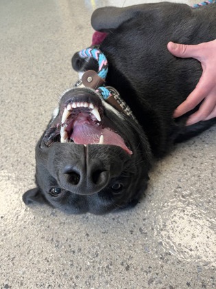 View Nado the Dog Photo #2
