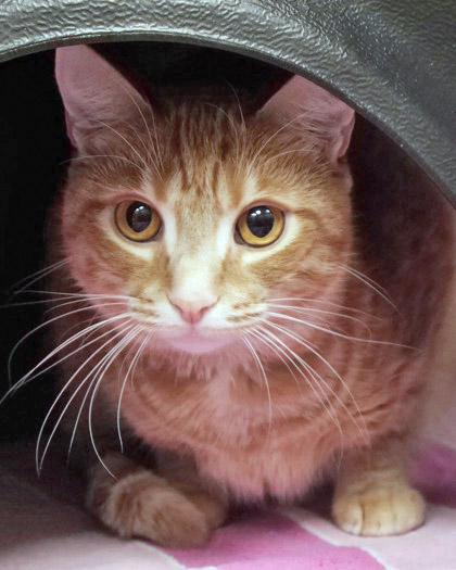 View Calliepurr the Cat Photo #2