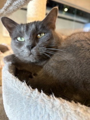 Photo of Aurora (at Smitten Kitten)