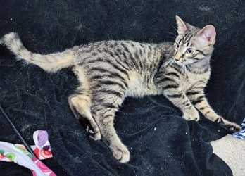 View Scar the Cat Photo #1