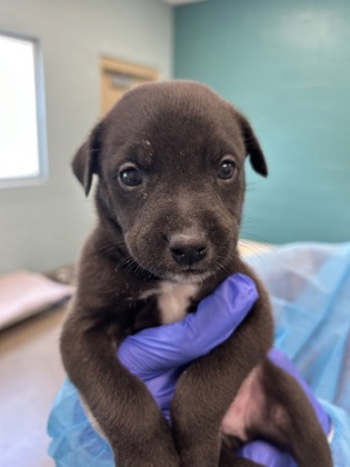 View Luke the Dog Photo #1