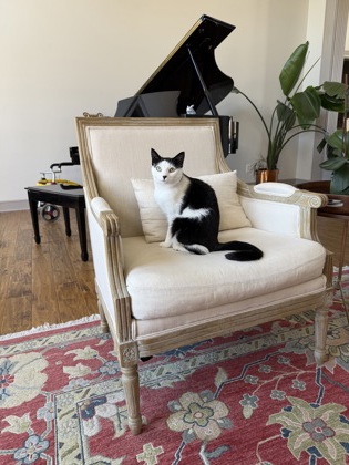 View Oreo the Cat Photo #2