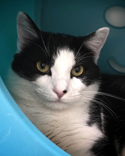 View Mammoth the Cat Photo #1