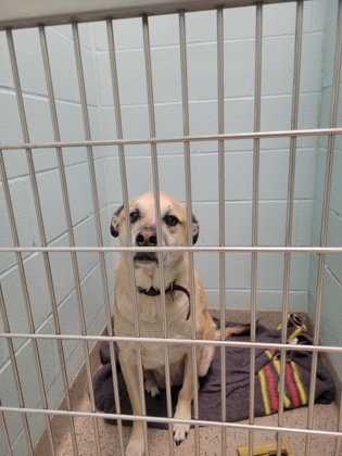 View Bogie the Dog Photo #1