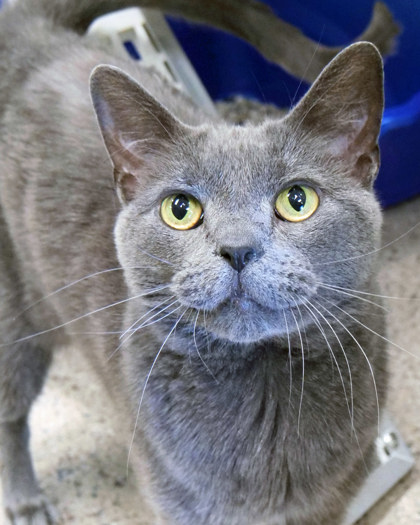 Learn More About Beast