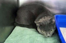 View Leo the Cat Photo #1