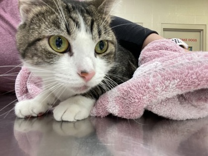 View Found Cat Photo #1