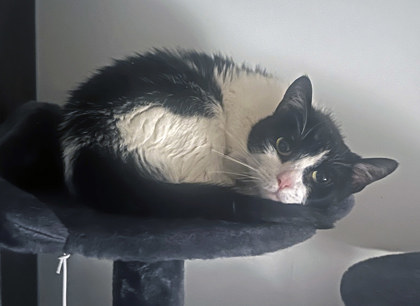 View Bow (in Foster) the Cat Photo #2
