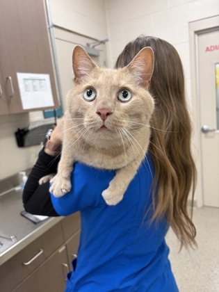 View Mouse the Cat Photo #1