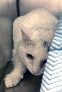 View Twinkle the Cat Photo #1