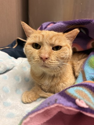 ALADDIN - Domestic Shorthair / Mix available for adoption